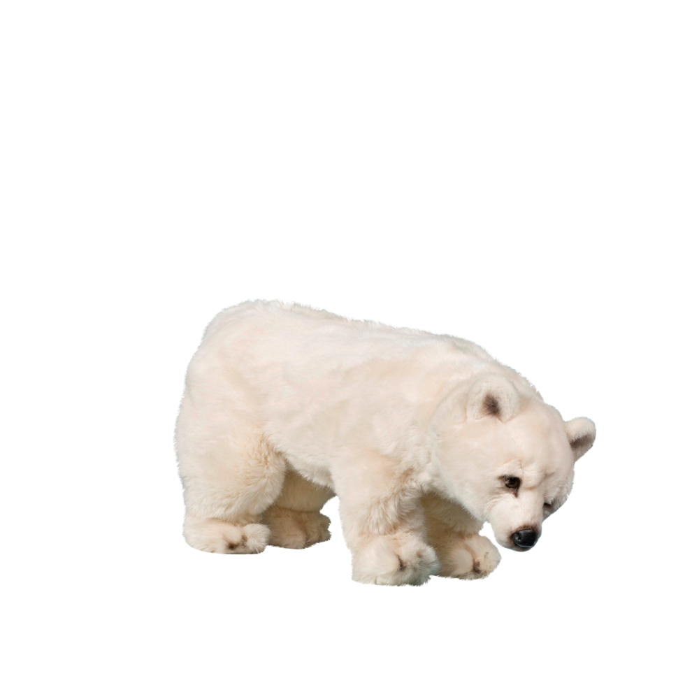 Baby isbjørn