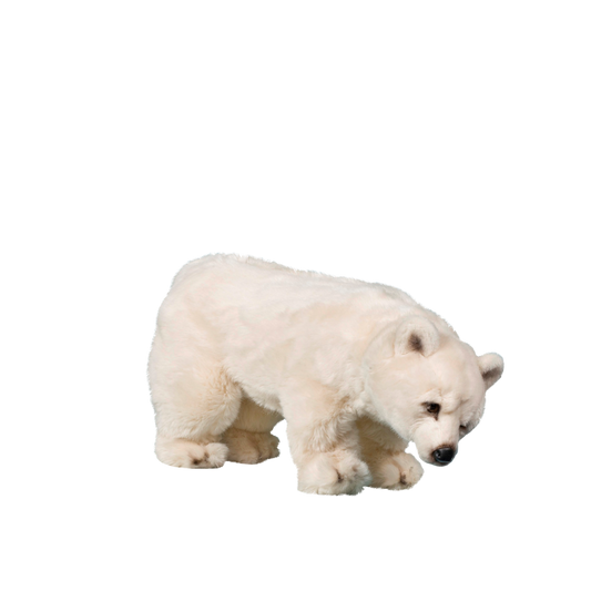 Baby isbjørn