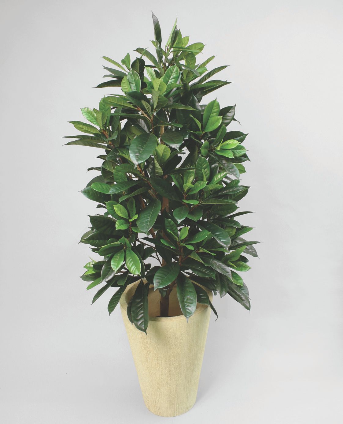 Afrikansk fikentre 150cm