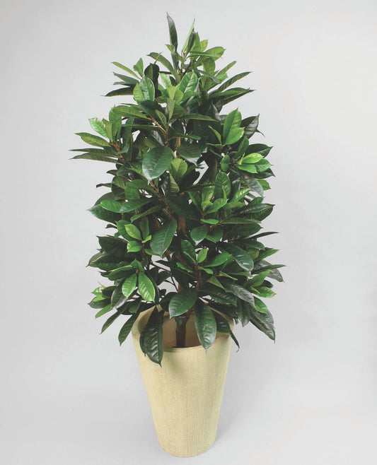 Afrikansk fikentre 150cm
