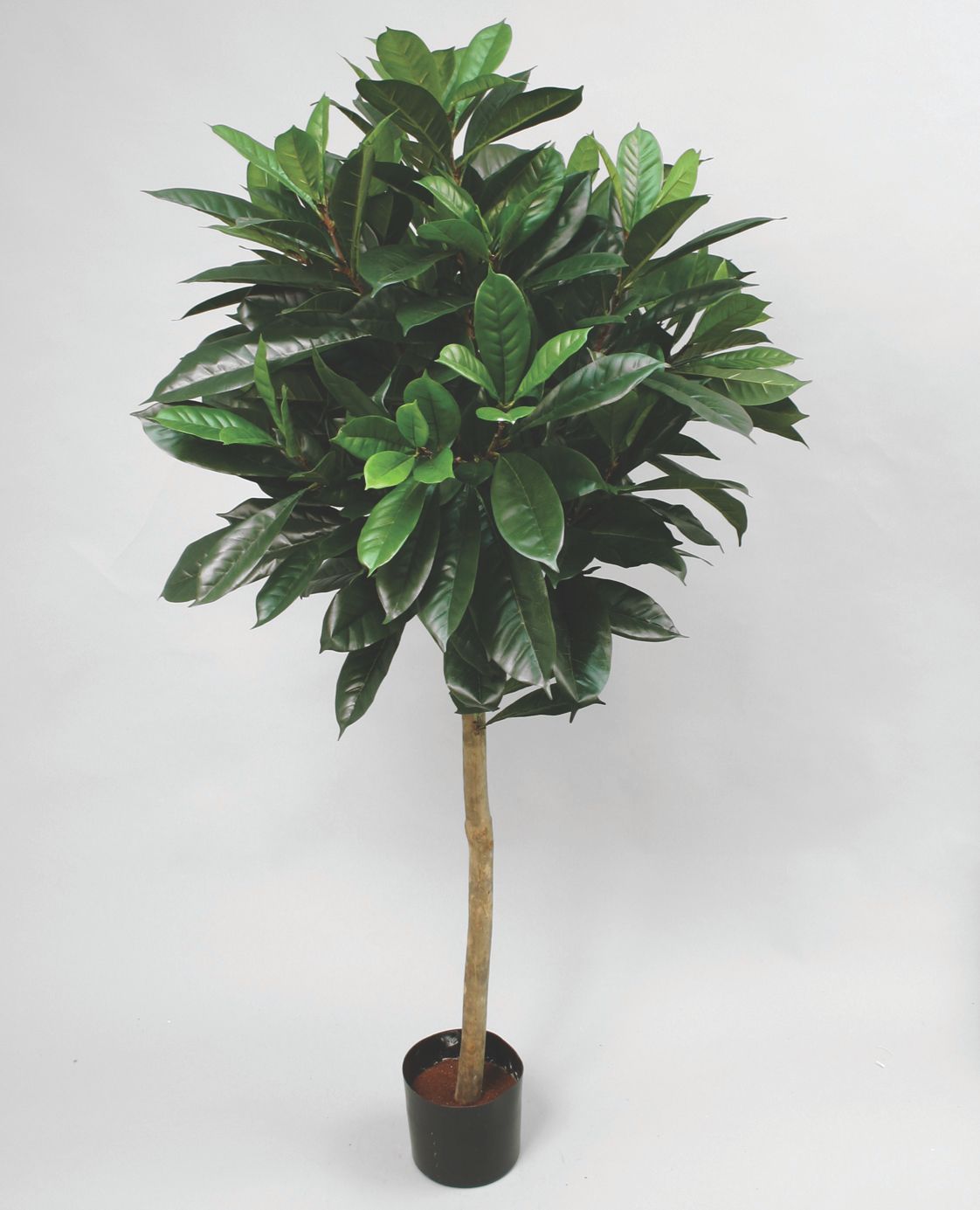 Afrikansk fikentre 150cm