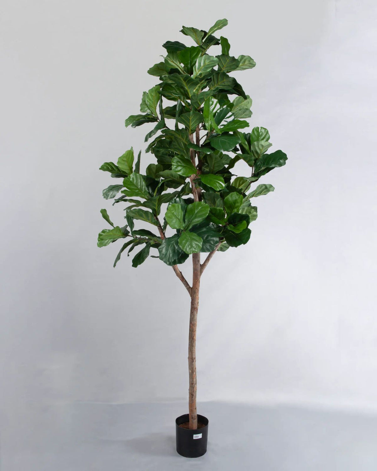 Kunstig fiolinfiken 220cm