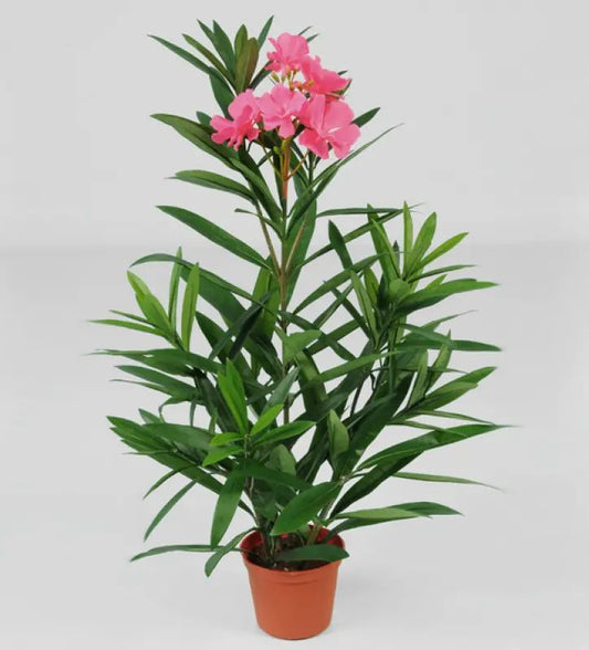 Kunstig oleander 65cm